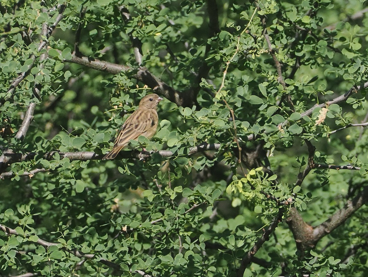 靛藍維達雀 - ML646607887