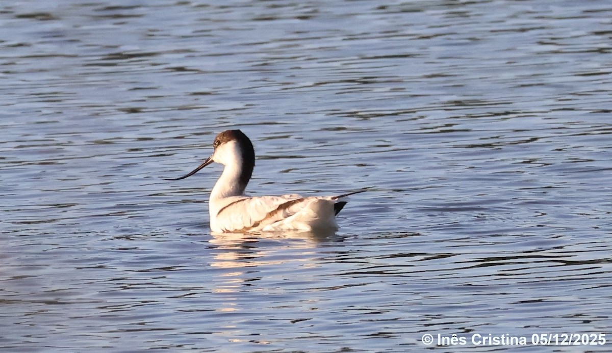 Pied Avocet - ML646607889