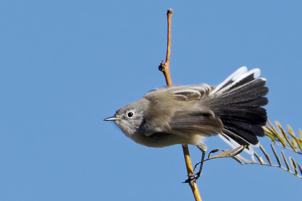 Black-tailed Gnatcatcher - ML646607890