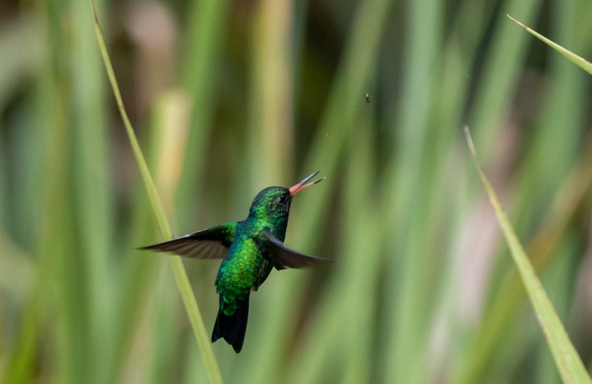 アオムネヒメエメラルドハチドリ - ML646607891