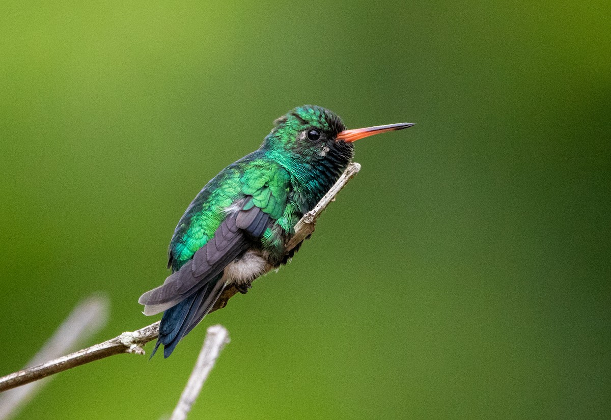 アオムネヒメエメラルドハチドリ - ML646607892