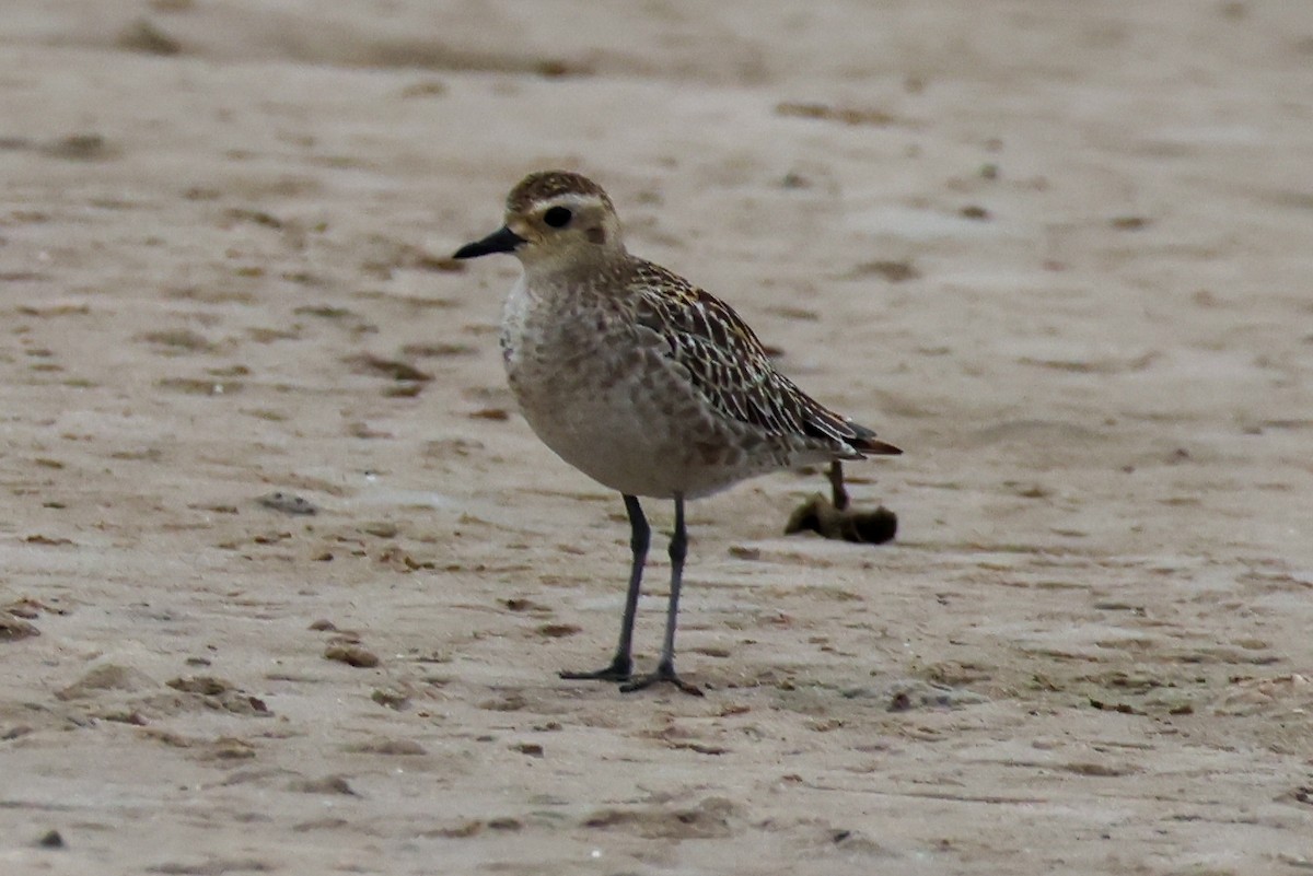 Tundra-Goldregenpfeifer - ML646607903