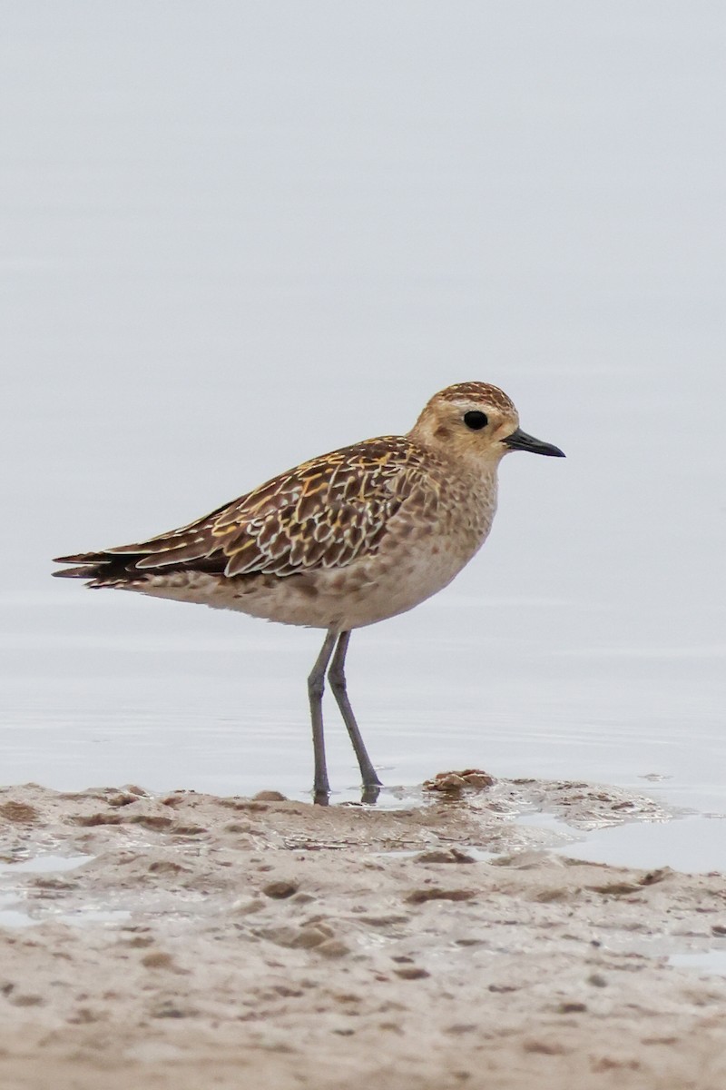 Tundra-Goldregenpfeifer - ML646607904