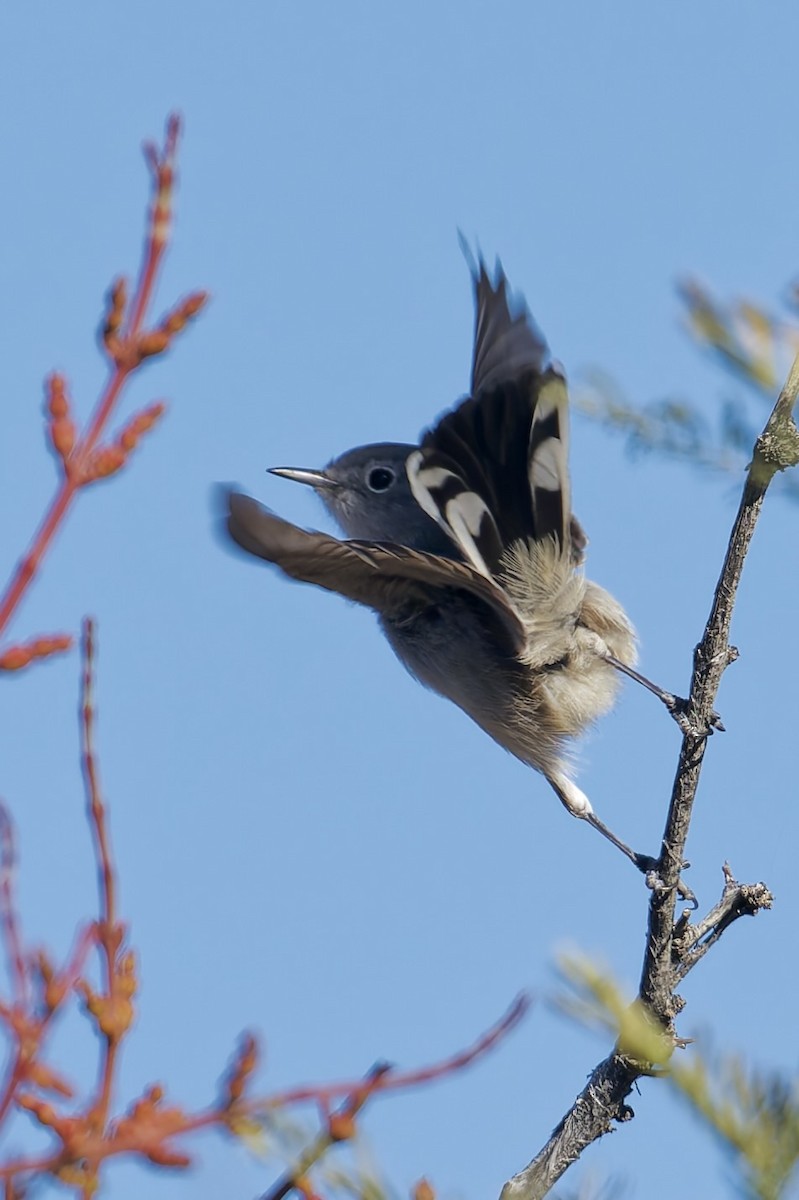 Black-tailed Gnatcatcher - ML646607905