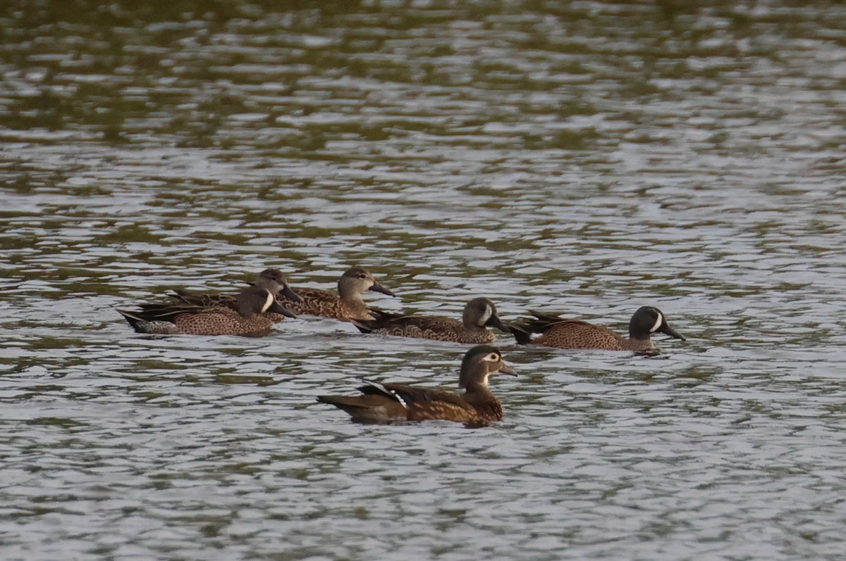 Sarcelle à ailes bleues - ML646607909