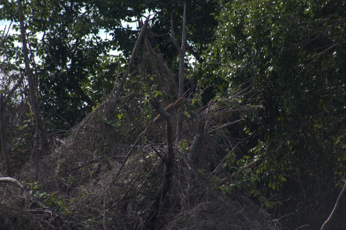 Rufescent Tiger-Heron - ML646607910