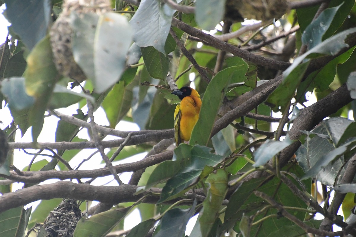 Dorfweber - ML646607911