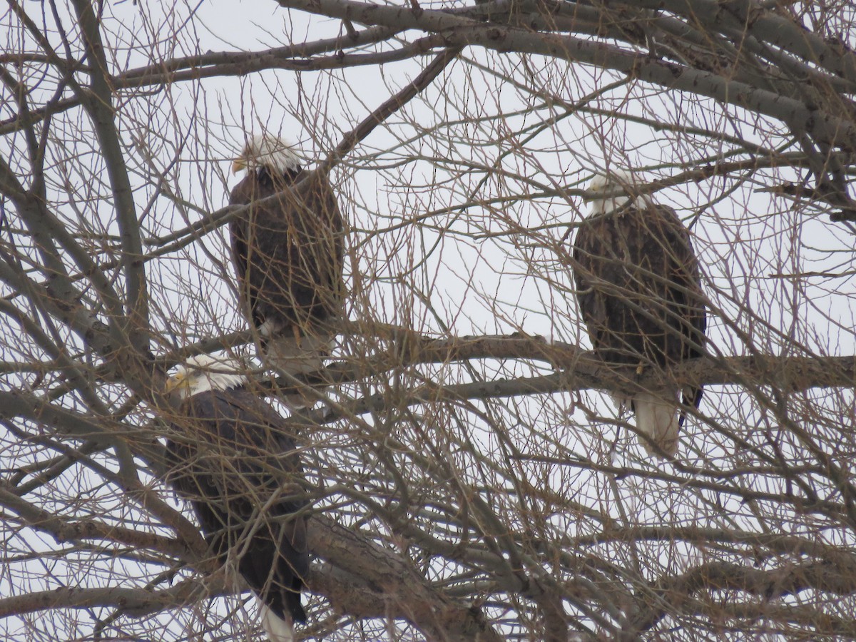 Bald Eagle - ML646607913