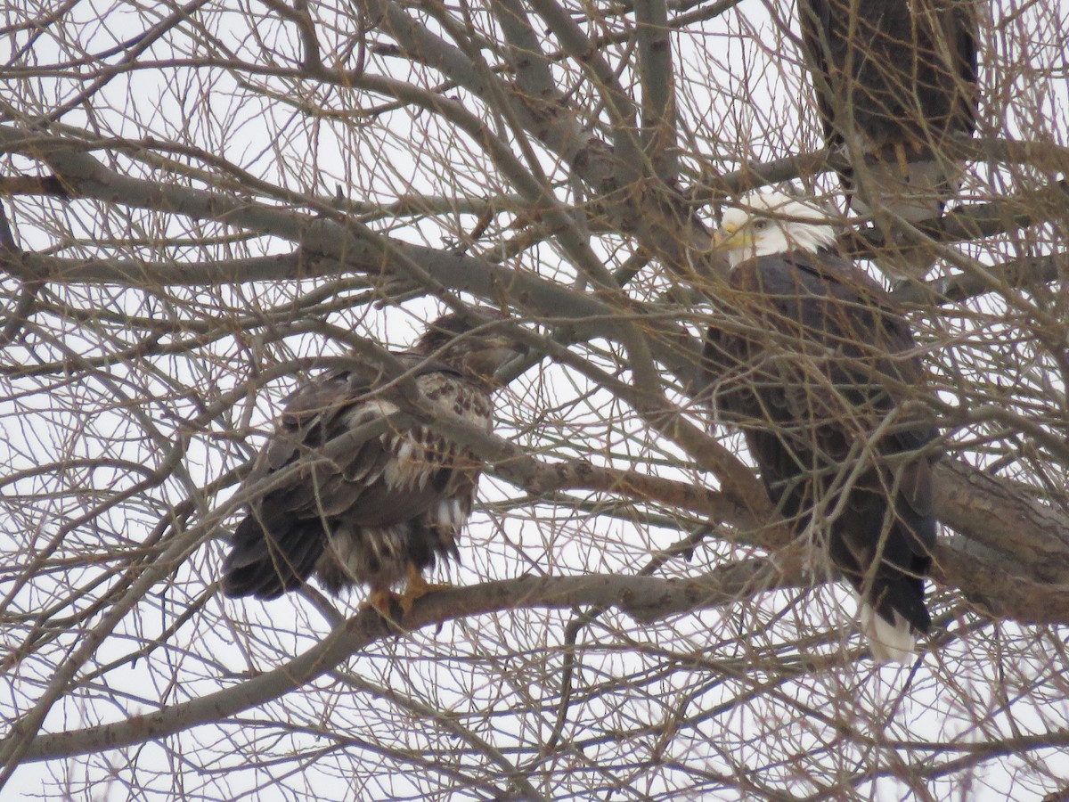 Bald Eagle - ML646607914