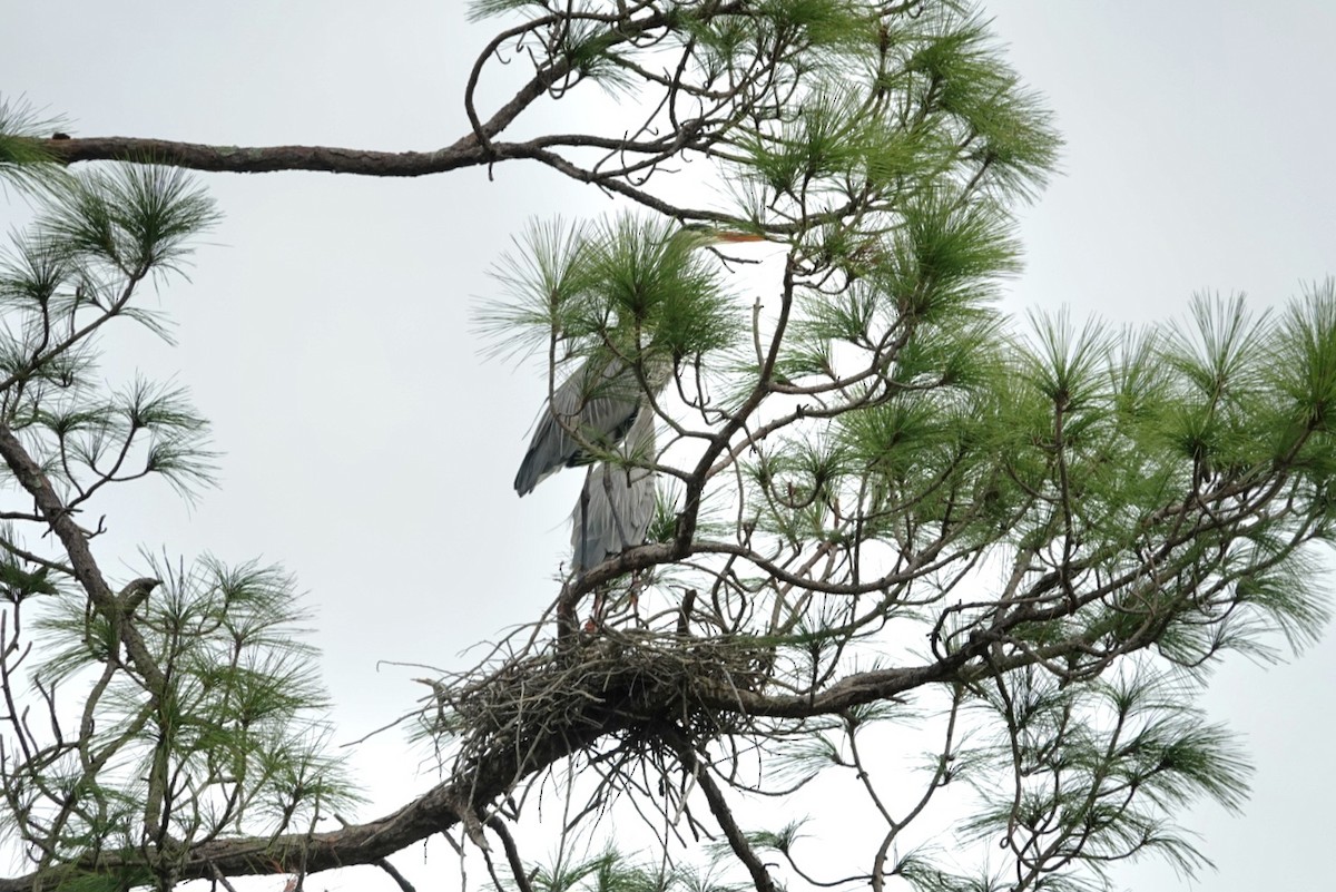 Great Blue Heron - ML646607920