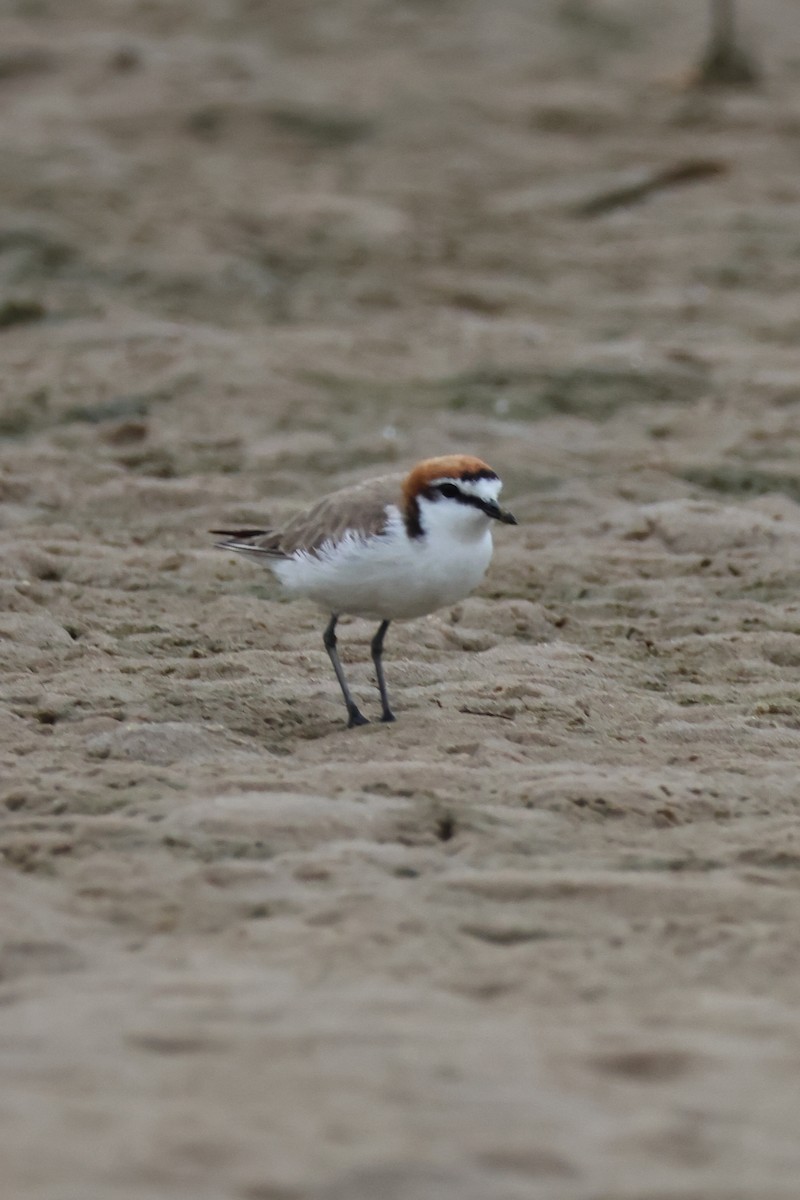 Rotkopf-Regenpfeifer - ML646607921
