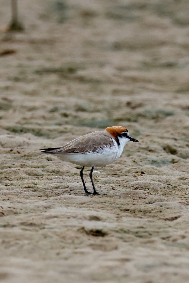 Rotkopf-Regenpfeifer - ML646607922