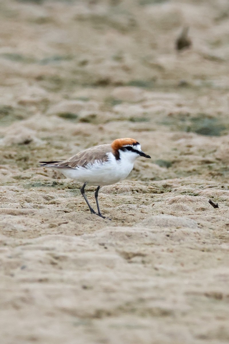 Rotkopf-Regenpfeifer - ML646607923