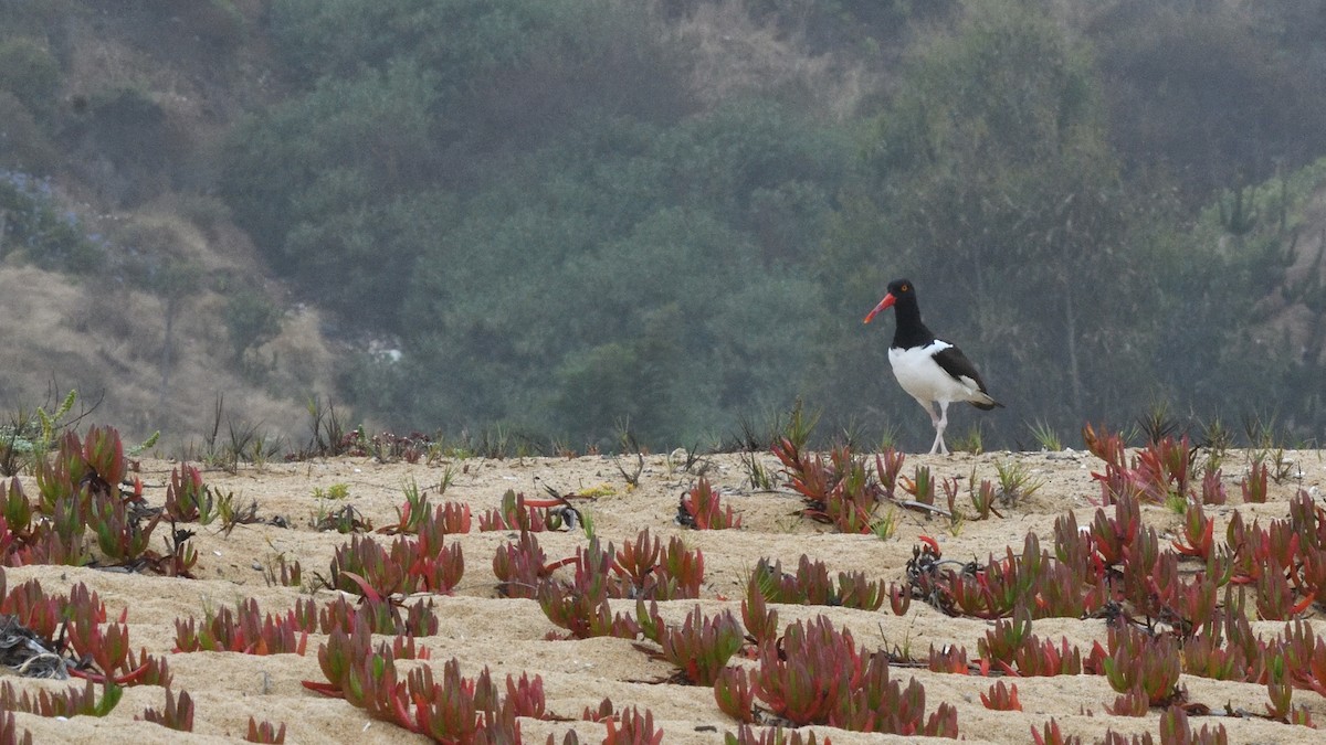 American Oystercatcher - ML646607924