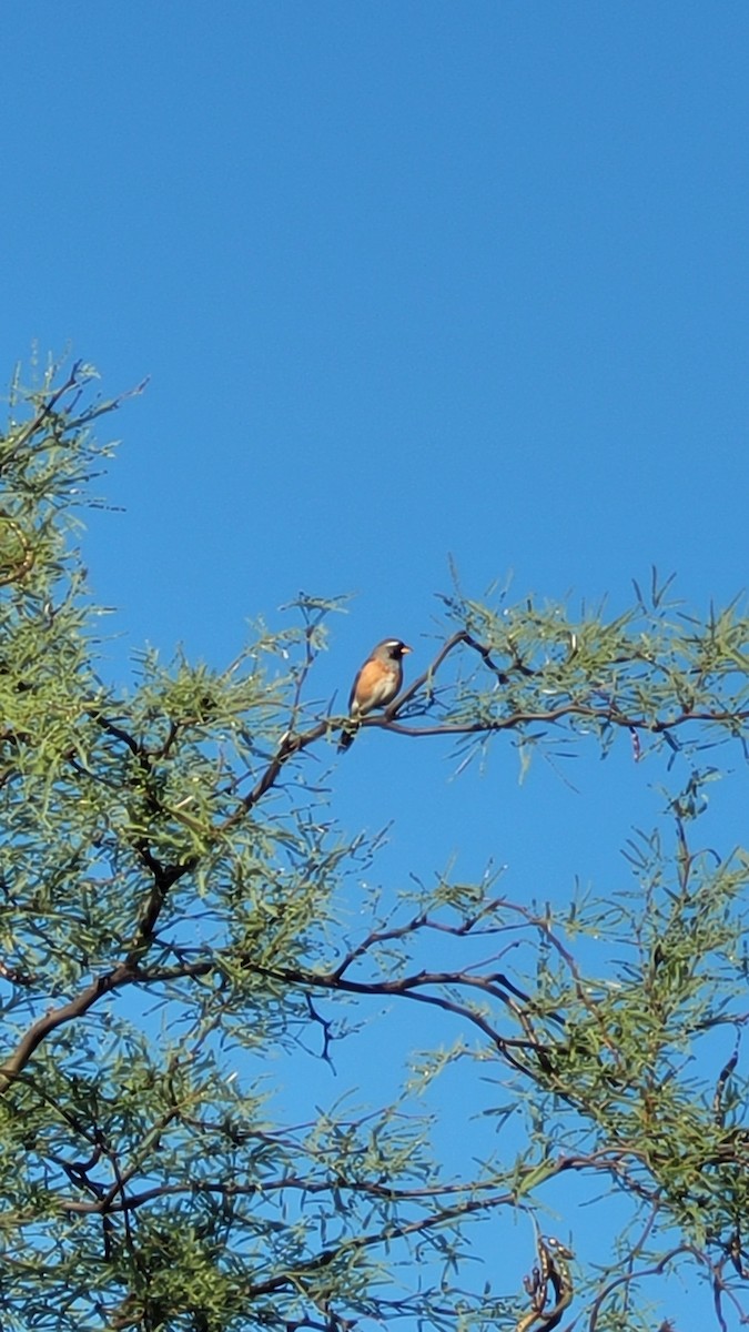 Many-colored Chaco Finch - ML646607925