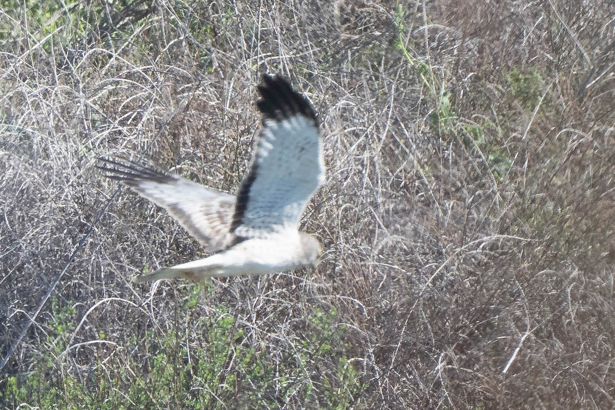 Northern Harrier - ML646607929