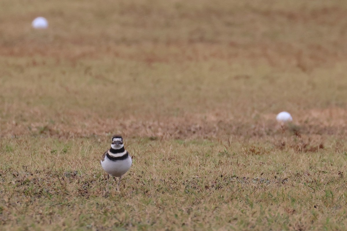 Pluvier kildir - ML646607932