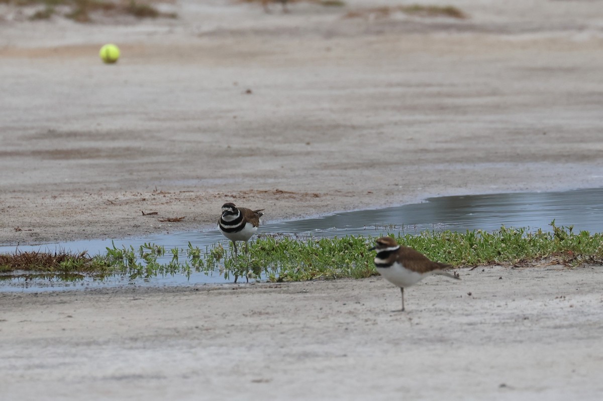 Pluvier kildir - ML646607933