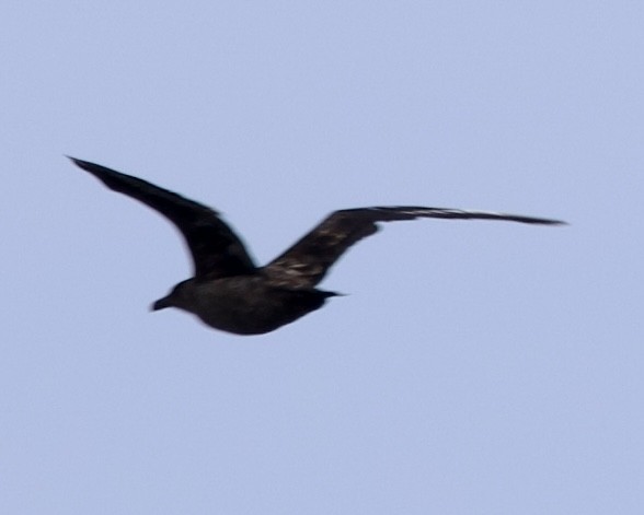 Great Skua - ML646607934