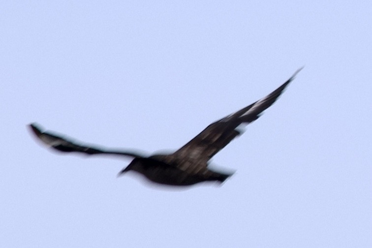 Great Skua - ML646607935