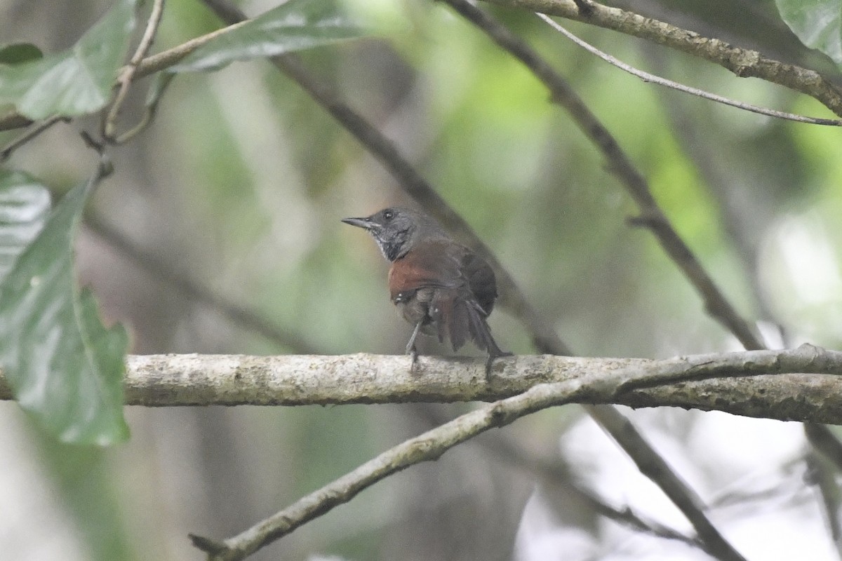 Rufous-breasted Spinetail - ML646607938
