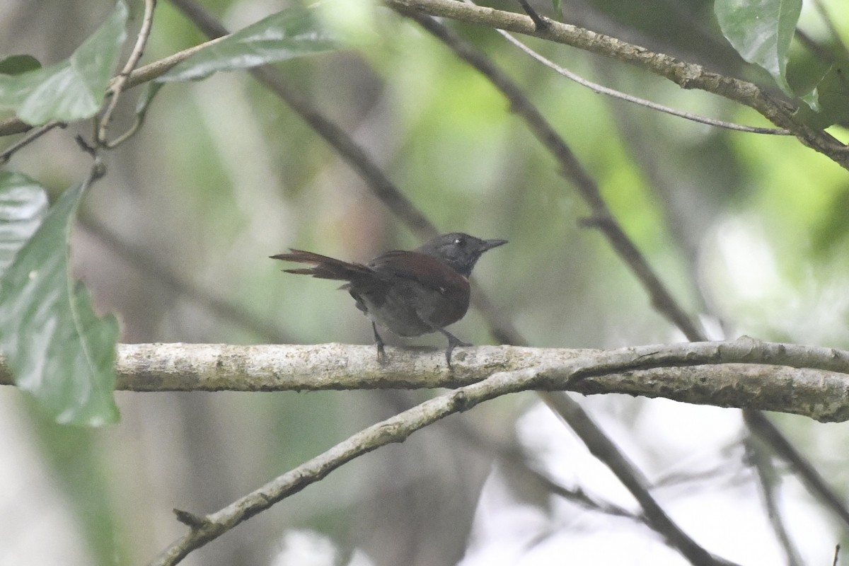 Rufous-breasted Spinetail - ML646607939
