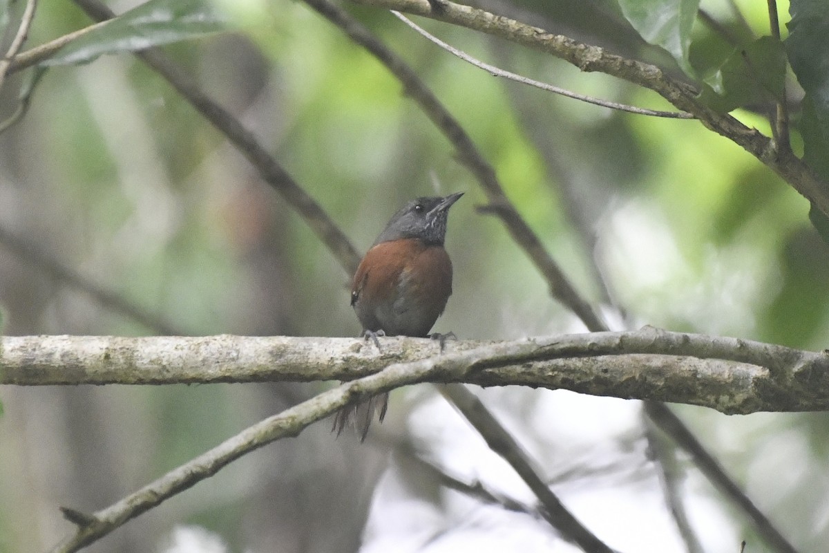 Rufous-breasted Spinetail - ML646607940