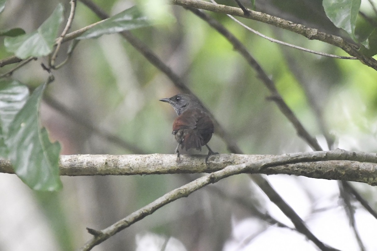 Rufous-breasted Spinetail - ML646607941