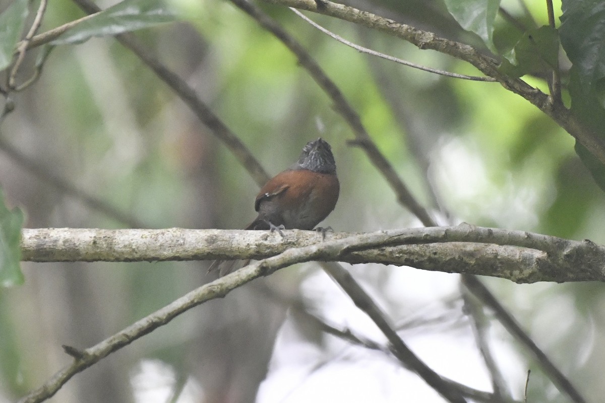 Rufous-breasted Spinetail - ML646607942