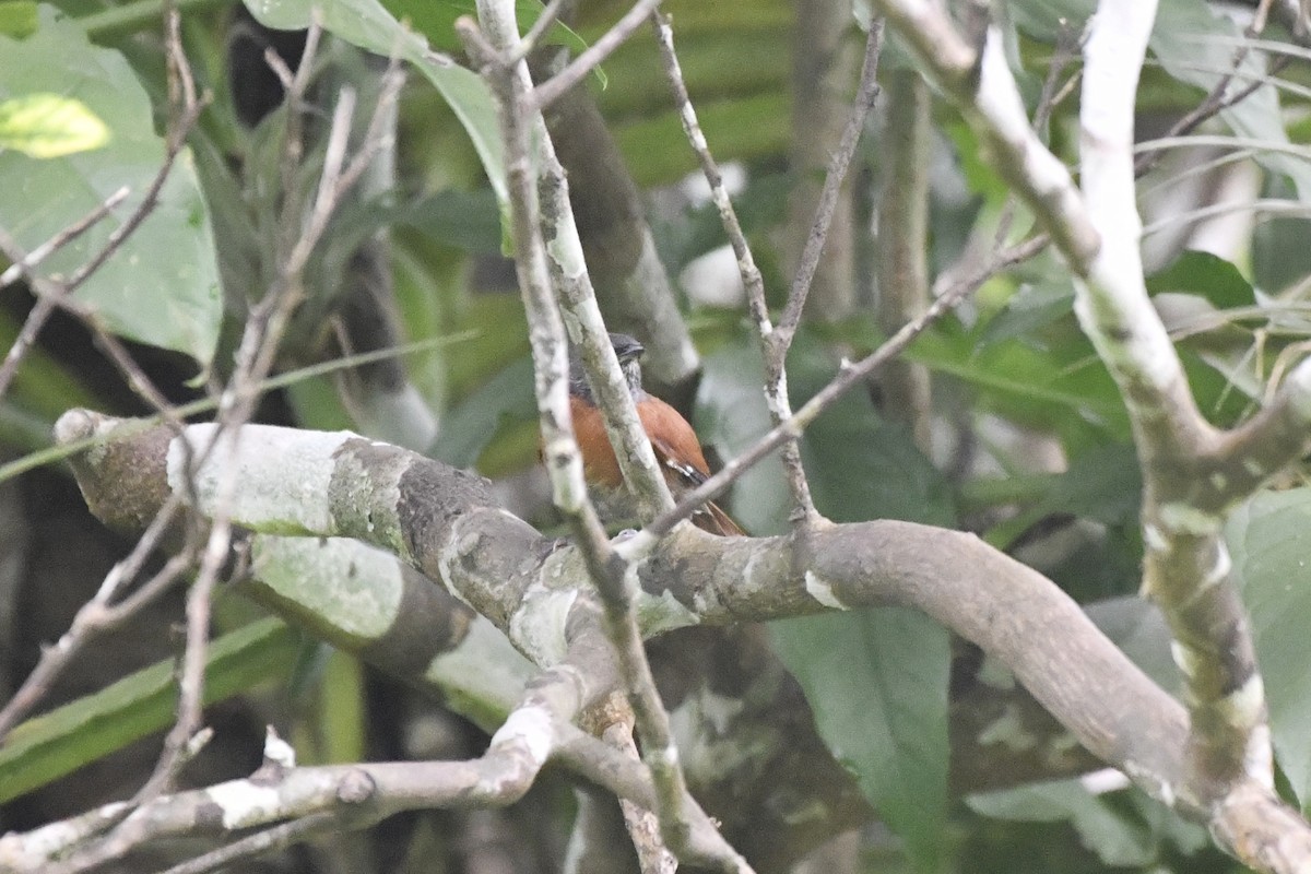 Rufous-breasted Spinetail - ML646607943