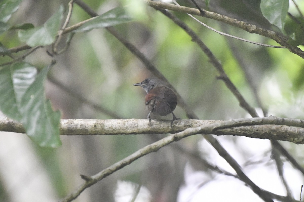 Rufous-breasted Spinetail - ML646607944