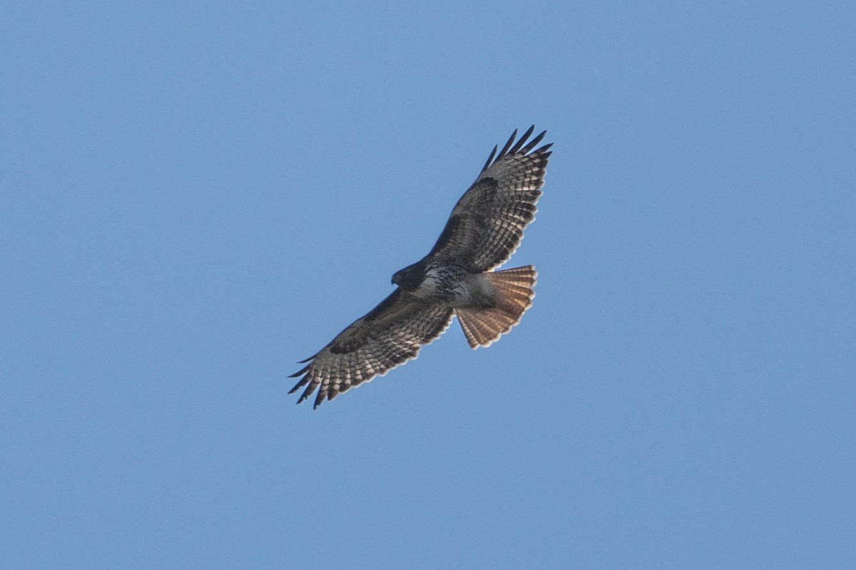 Poiana codarossa - ML646607949