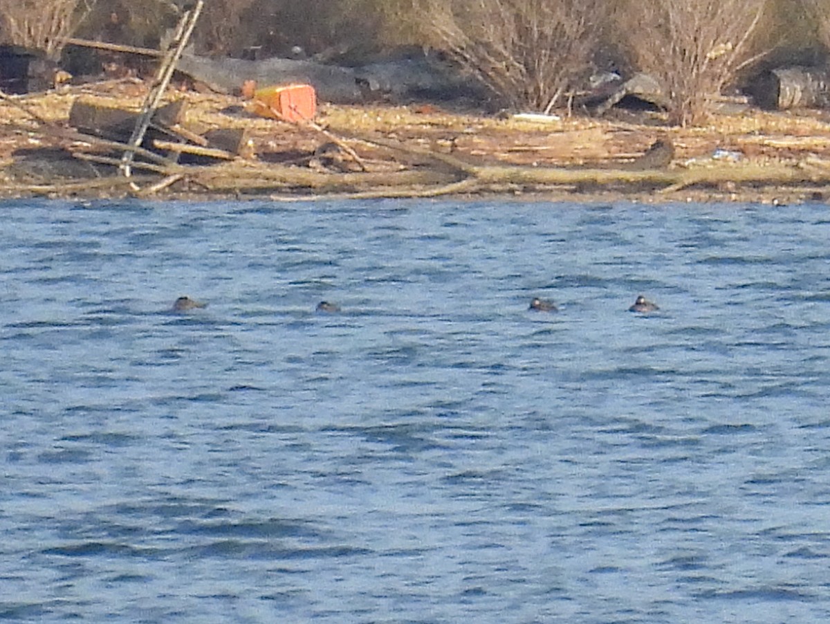 Surf Scoter - ML646607950