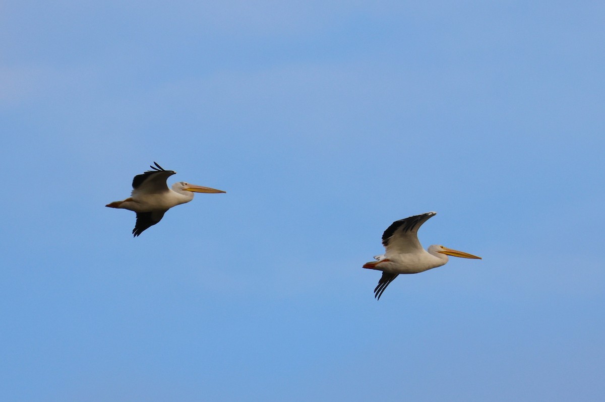 Pélican d'Amérique - ML646607951