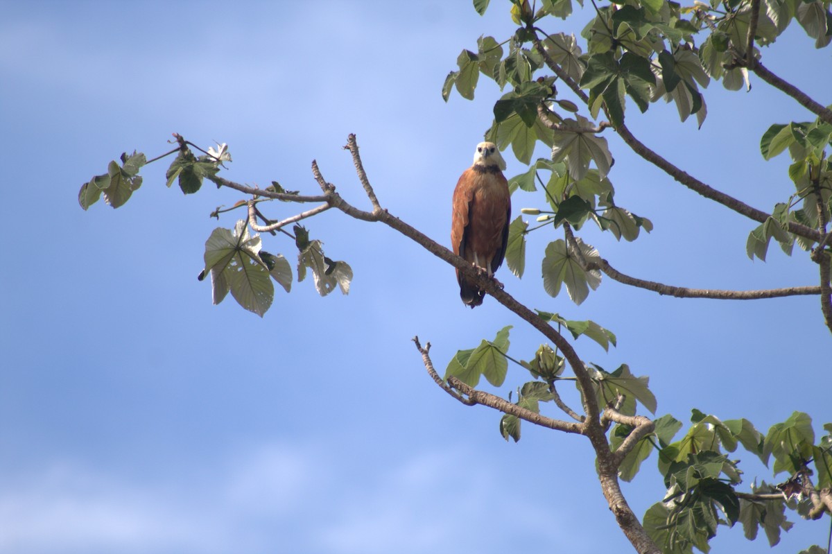 Black-collared Hawk - ML646607956