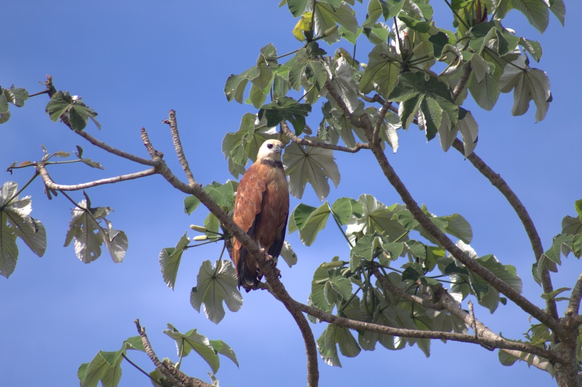 Black-collared Hawk - ML646607957