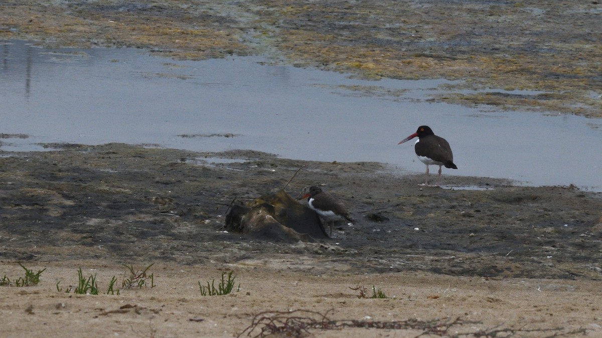American Oystercatcher - ML646607958