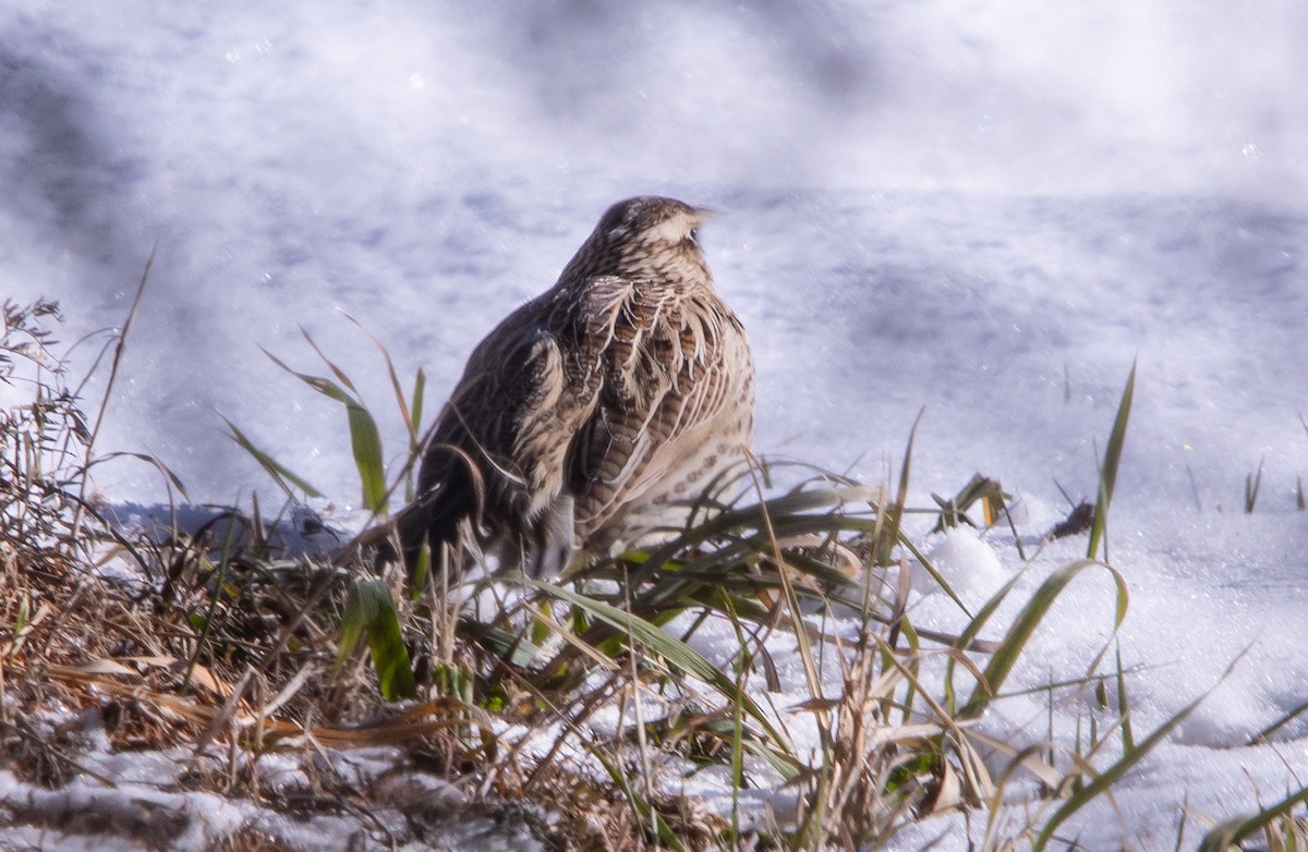 Western Meadowlark - ML646607963