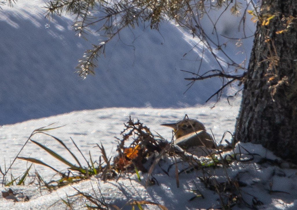 Western Meadowlark - ML646607964