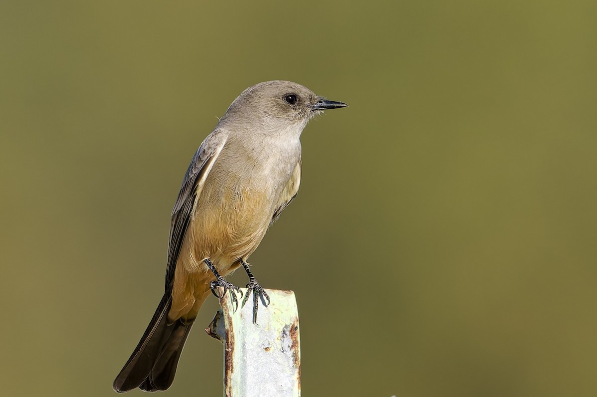 Say's Phoebe - ML646607966