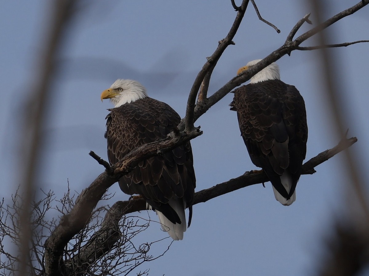 orel bělohlavý - ML646607976