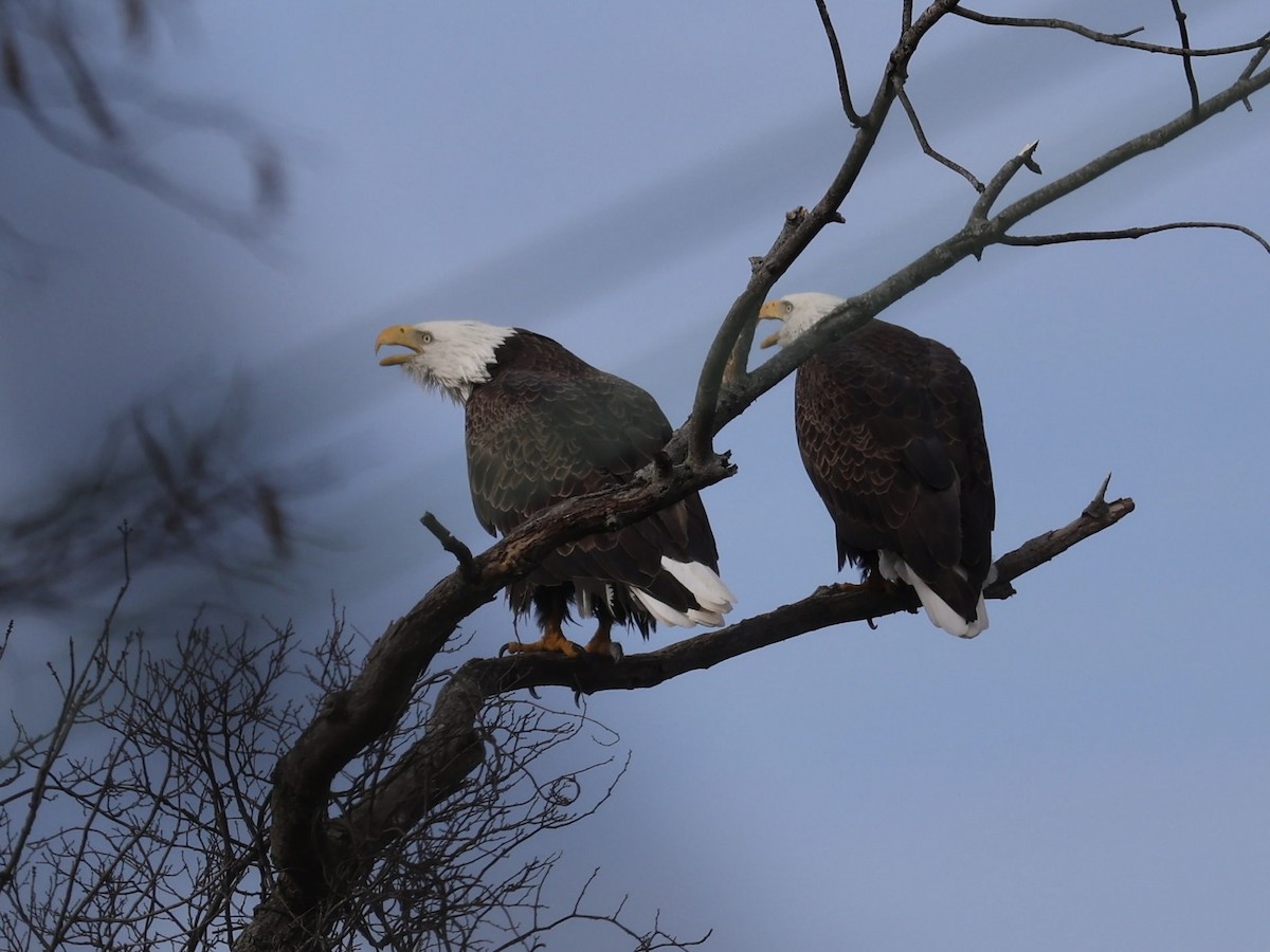 orel bělohlavý - ML646607979