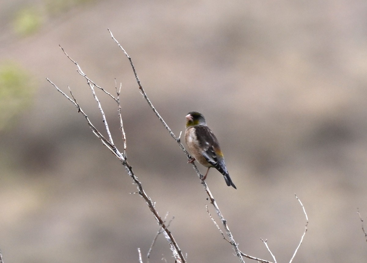 orientfink - ML646607980