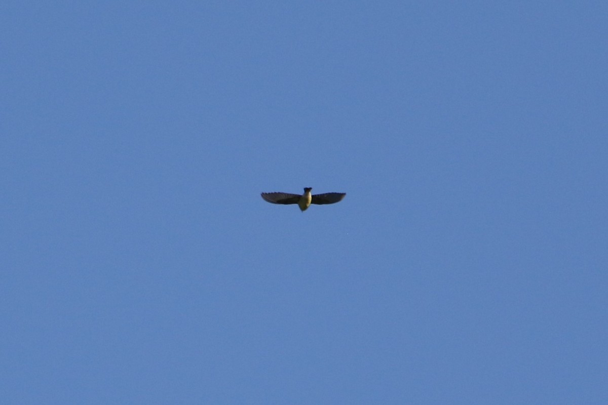 new world warbler sp. - ML646607981