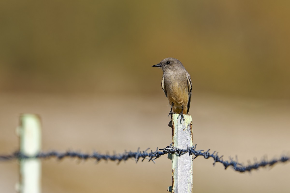 Say's Phoebe - ML646607982