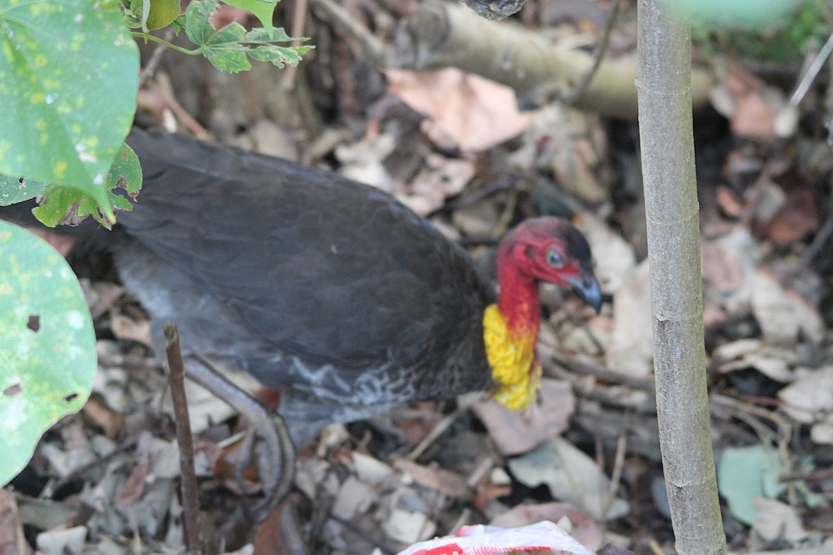 Australian Brushturkey - ML646607984