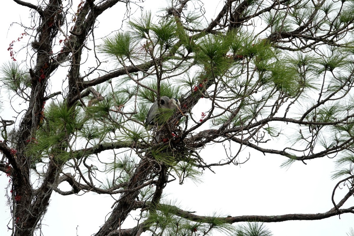 Great Blue Heron - ML646607985