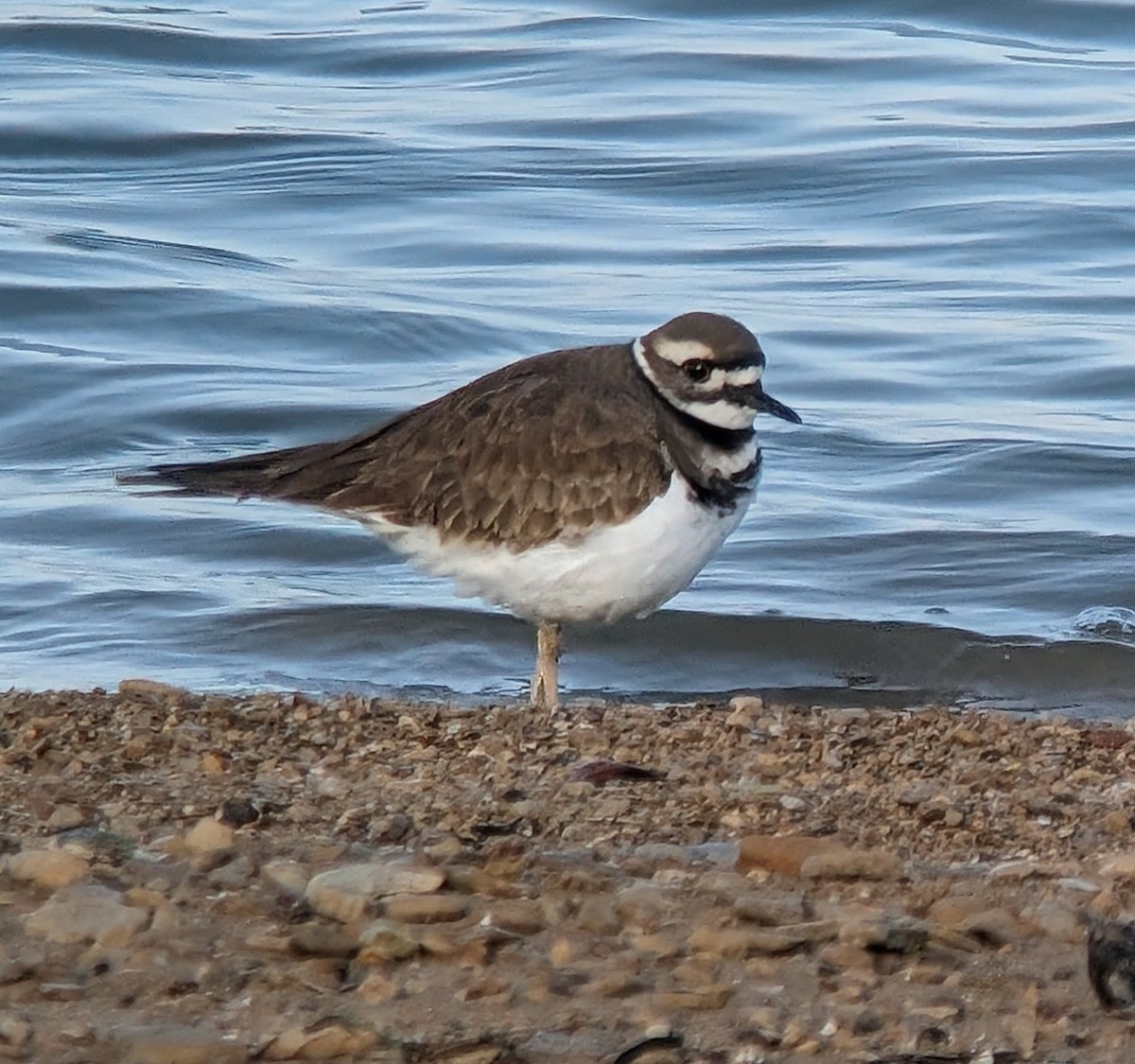 Пісочник крикливий - ML646607987