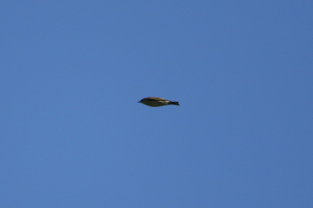 Cape May Warbler - ML646607988