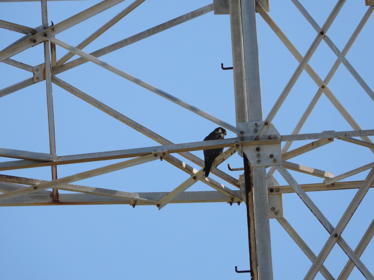 Peregrine Falcon - ML646607994